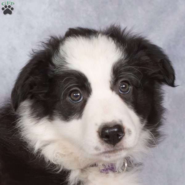 Brynn, Border Collie Puppy